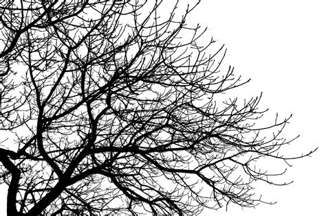 branches   photo  freeimages
