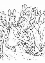Rabbit Peter Coloring Garden Radish Walking Kids sketch template