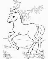 Horse Coloring Pages Cute Printable Baby Color Spirit Kids Drawing Disney Print Lego Pretty Stallion Detailed Friends Horses Cimarron Getdrawings sketch template