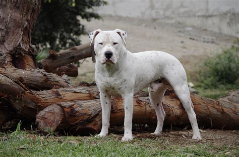 dogo argentino information dog breeds  thepetowners