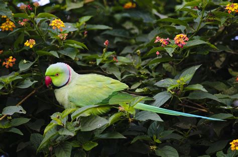 facts  indian ringneck parakeets