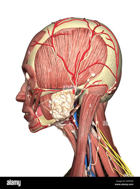 anatomy  head side view  rendering stock photo alamy