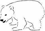 Polar Bear Coloring Pages Printable Kids sketch template