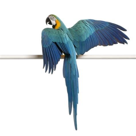 parrot wing clipping birds birds exotics animals services vets  blackburn daisy