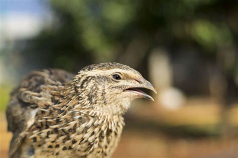 common quail wikipedia