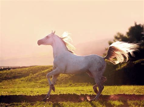 gambar kuda poni lari kawin kuda nil kartun kuda kuda laut