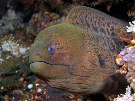 filemoray eel komodojpg