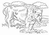 Bison Coloring Realistic Size sketch template