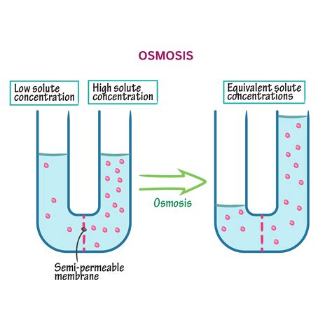 biochemistry glossary osmosis osmolarity  osmosis draw