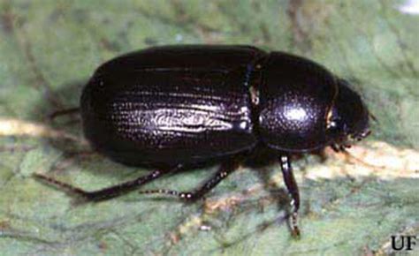rice beetle dyscinetus morator fabricius