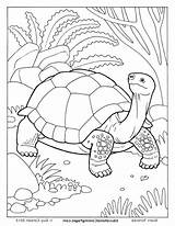 Coloring Tortoise Desert Creepers Getcolorings Getdrawings Drawing sketch template