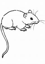 Rat Coloring Pages Books Last sketch template