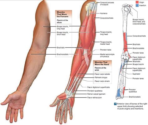 arm muscle diagram anterior muscles  upper extremity posterior
