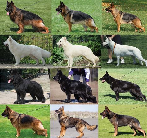 coat color gsd living