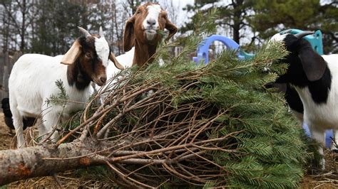 christmas tree recycling goats  marlton nj farm  meal  trees