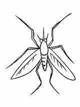 Mosquito Coloring Pages Insect Drawing Color Printable Colorings Online Supercoloring Clipartmag Getcolorings Insects Categories sketch template
