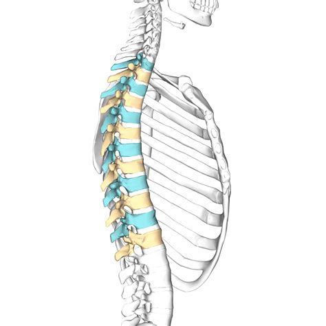 filethoracic vertebrae lateralpng
