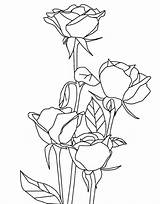 Roses Colorear sketch template
