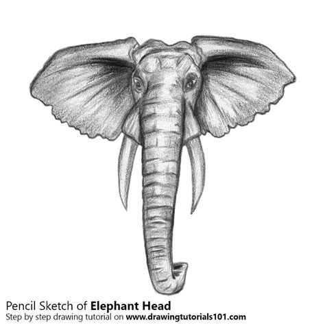 Elephant Head Colored Pencils Drawing Elephant Head With