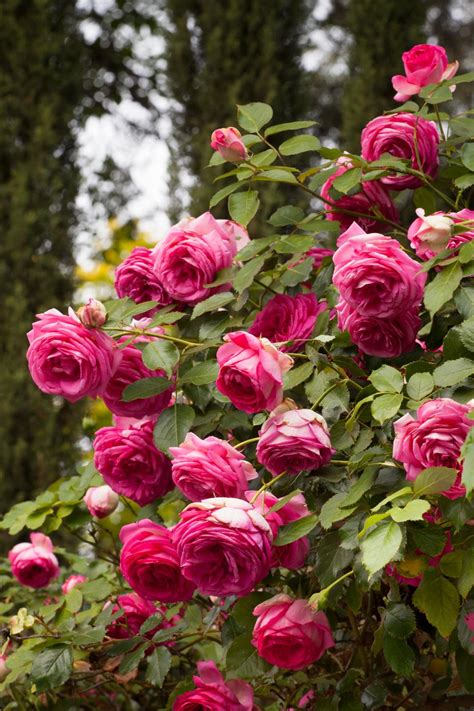 roses for pergolas and arbors types of roses hgtv
