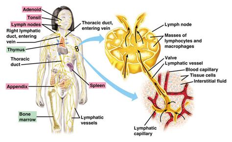 [diagram] Lymph Nodes Lymphatic System Diagram Mydiagram Online