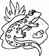 Coloring Pages Lizard Lizards Popular sketch template