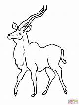Kudu Antelope Uganda Antelopes Kob Mammals sketch template