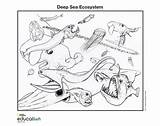 Ecosystems sketch template