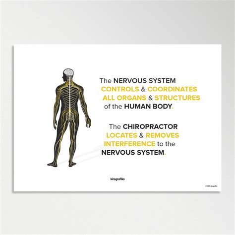 nervous system  chiropractic poster  kirografiks