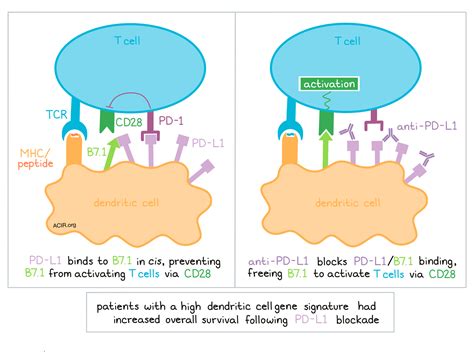 beitragen produzieren pubertaet pd  inhibitor mechanism  action