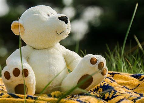 kostenlose baerchen und teddy bilder pixabay