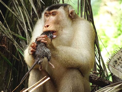monyet makan tikus mengejutkan peneliti madu lounge
