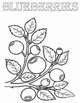 Blueberries Coloring Pages Print sketch template