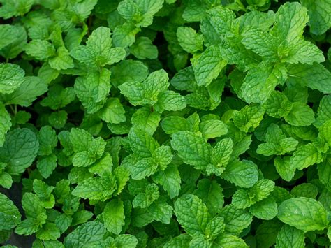 mint leaves adrianna springs agro products spices vegetables