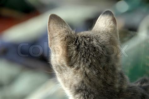 gray cat head    side outdoors stock photo colourbox