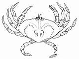 Crab Dungeness King Getdrawings Drawing sketch template
