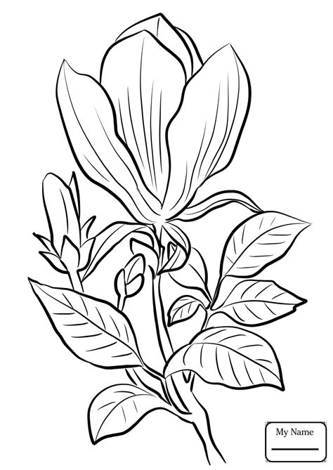 magnolia coloring page  getcoloringscom  printable colorings