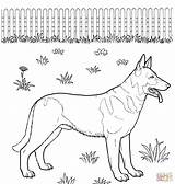 Coloring German Shepherd Pages Puppy Printable Print Animal Animals Supercoloring Color Popular Kids sketch template