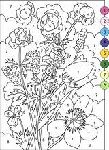 Numbers Flowers Coloring Color Nicole Colouring Pages sketch template