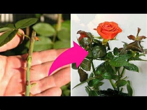 pin    grow rose cuttings