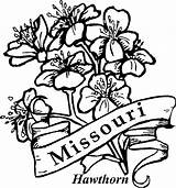 Missouri Hawthorn Flower State Coloring Flowers Pages Printable Kids sketch template