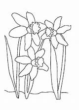 Narciso Lirio Ingles Tudodesenhos Daffodil Daffodils Laflor sketch template