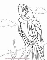 Macaw Coloring Pages Green Parakeet Hawk Drawing Kids Red Printable Greenwing Color Print Drawings Macaws Draw Getcolorings Hyacinth Colorings 1275 sketch template