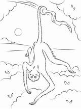 Coloring Hanging Monkey Spider Tree Pages Drawing Printable Cartoon Categories Getdrawings Template sketch template