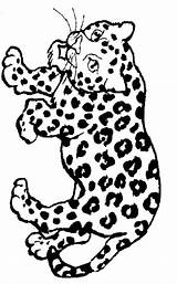 Jaguar Coloring Pages Animals Color Animal Print Onca Panthera Choose Board Cats sketch template