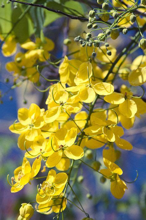 107 best images about golden shower tree on pinterest drawing flowers flower and indian