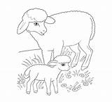 Lamm Ausmalbild Pecora Disegno Agnellino Ostern Ausmalen Zum Lambs Pecore Schaf Schafe Stampare Animali sketch template