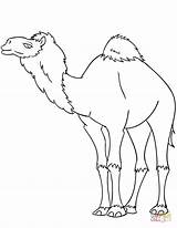 Camel Coloring Dromedary Pages Cartoon Drawing Cute Printable Getdrawings sketch template