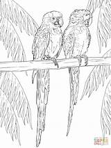 Ara Scarlet Kleurplaat Kleurplaten Perch Macaw Macaws Parrots Downloaden Uitprinten sketch template
