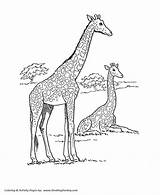 Coloring Giraffe Pages Wild African Animals Animal Honkingdonkey sketch template